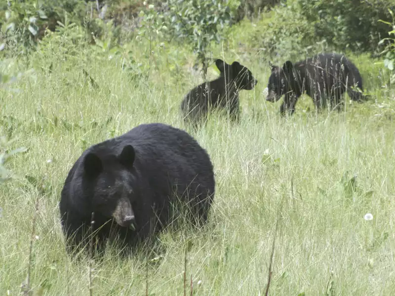 Canadian Trails Rail Across Canada | Black Bears Canadian Rockies