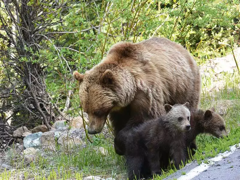 Signature Canadian Rockies by Train | Grizzly Bears Banff National Park