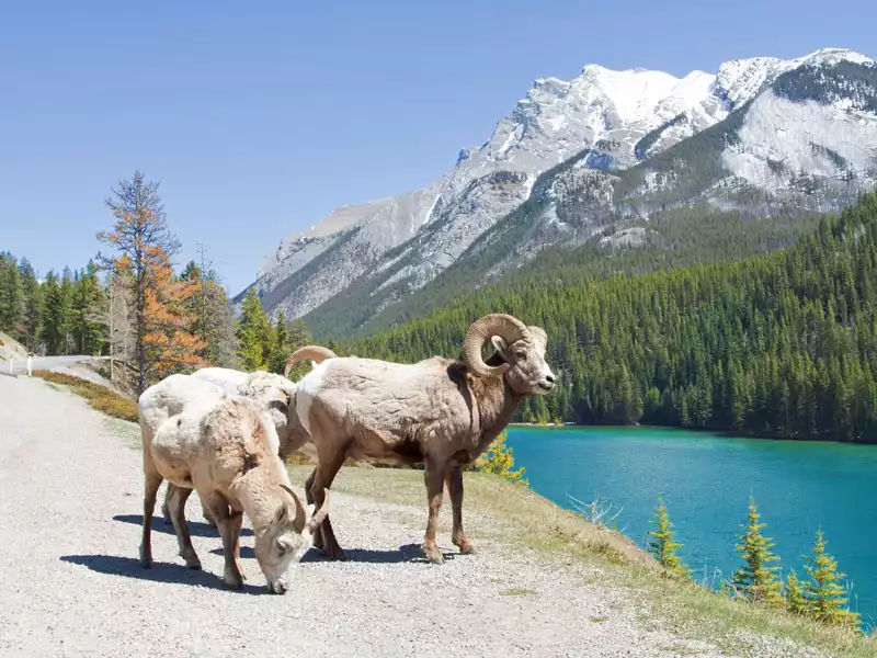 Trans Canada Rail Adventure | Big Horn Sheep Canadian Rockies